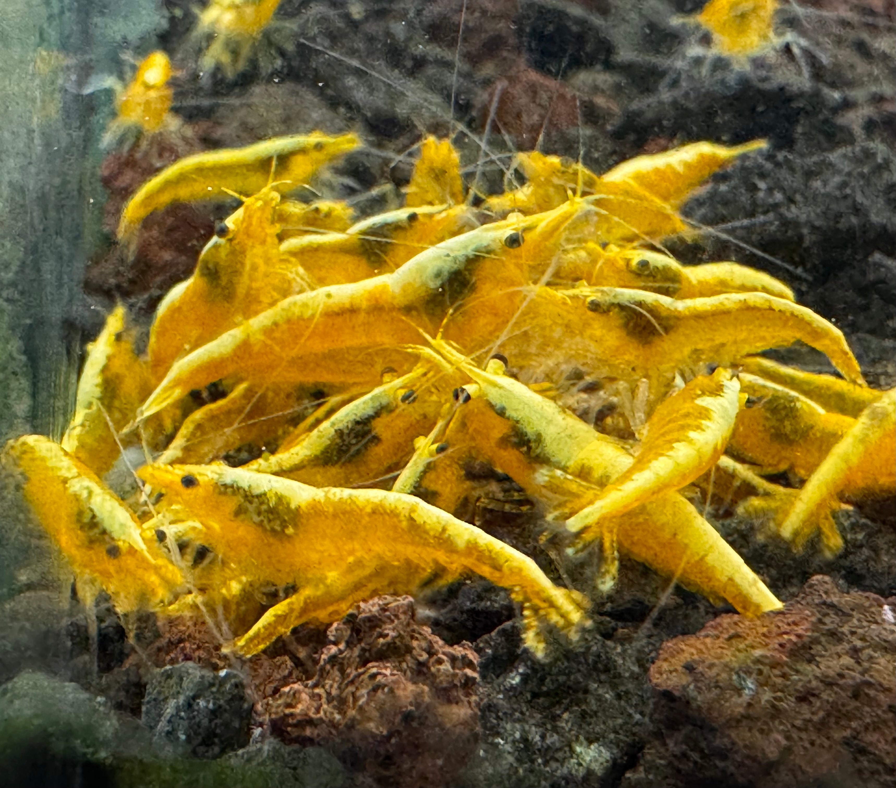 30% SAVE Golden Yellow Cherry Shrimp Starter Bundle Micro Aquatic Shop