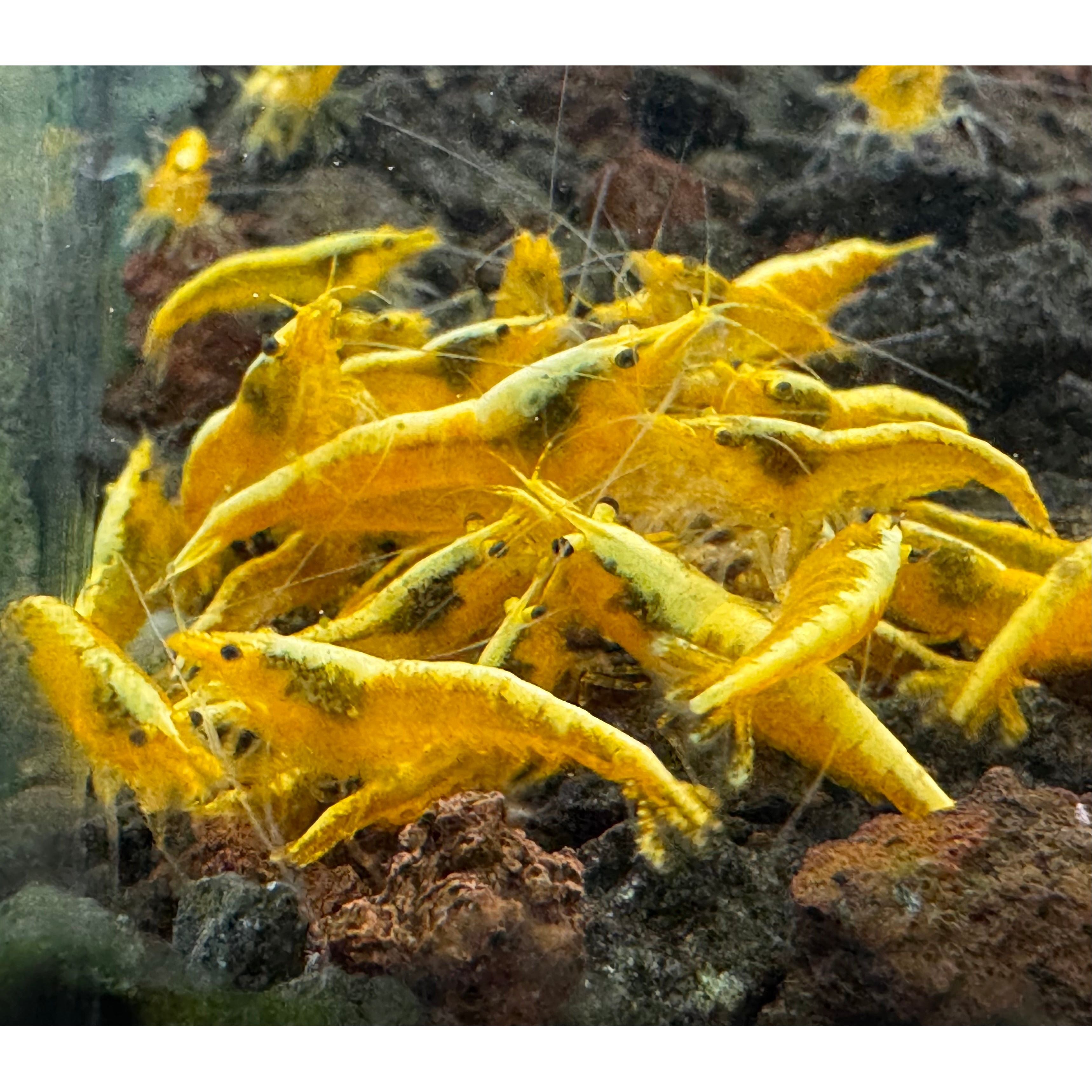 30% SAVE Golden Yellow Cherry Shrimp Starter Bundle Micro Aquatic Shop