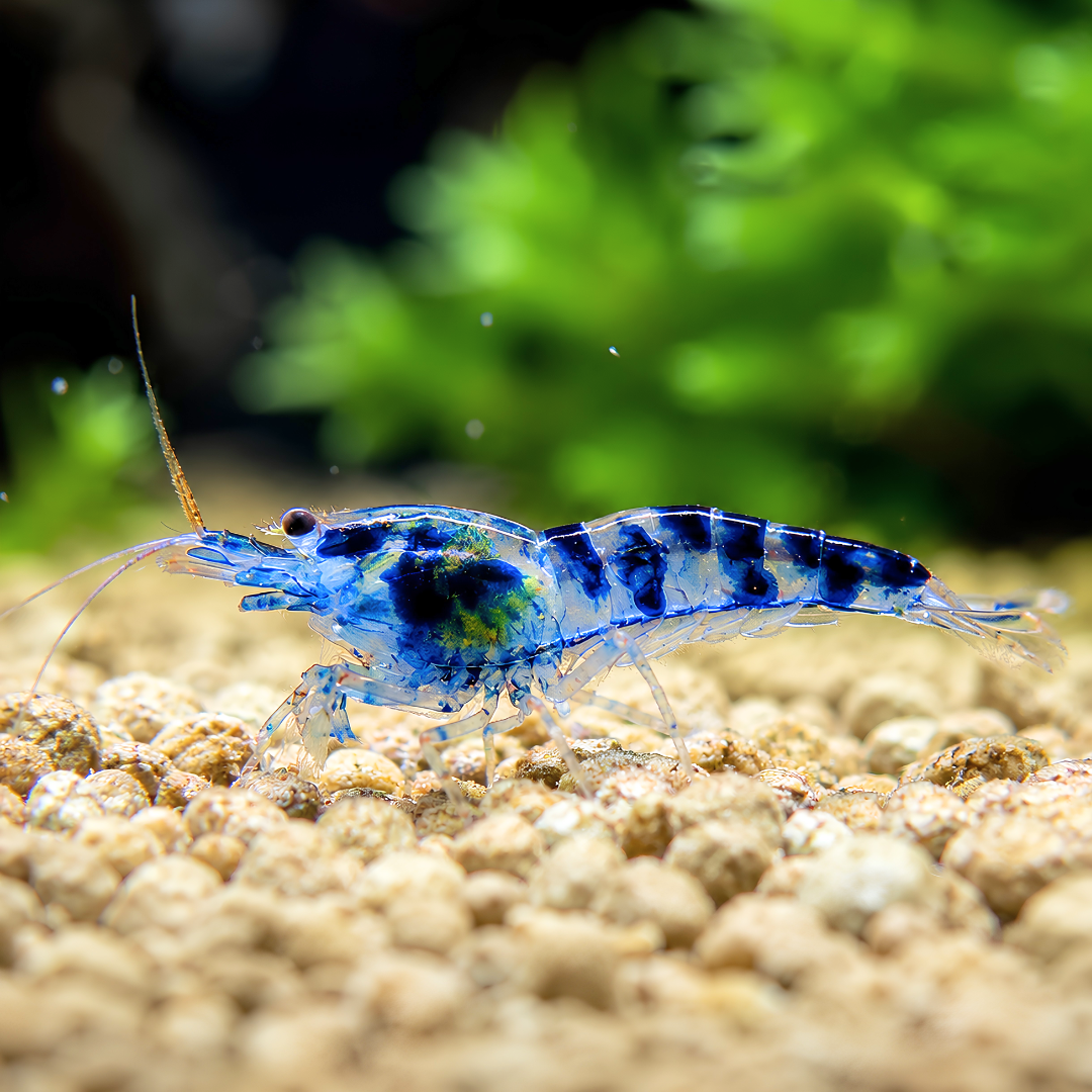 Caridina Shrimp - Blue Dragon (Elite Quality) 1cm