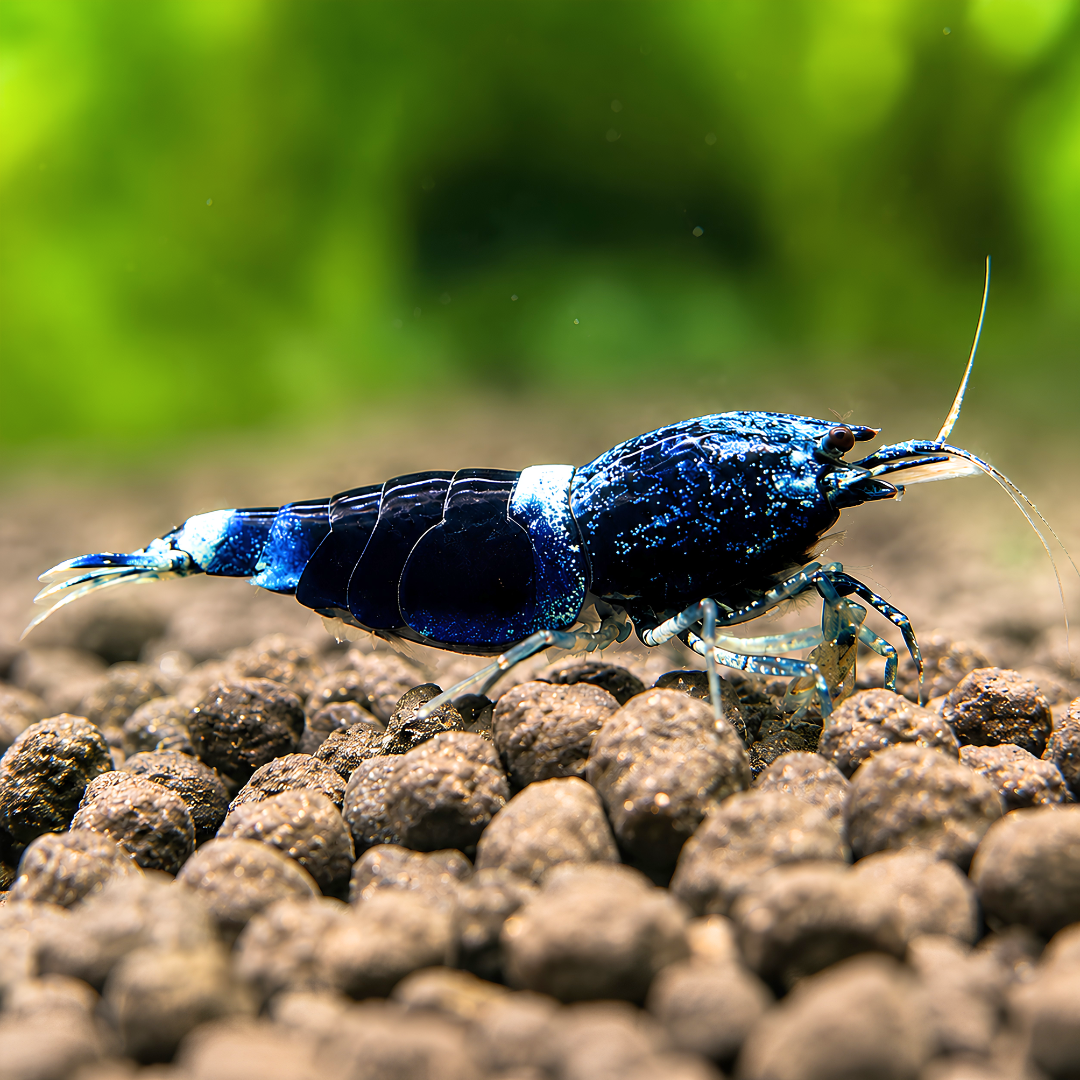 Caridina Shrimp - Ocean Blue 1cm