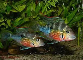 American Cichlid – Elliotis Cichlid 4cm Micro Aquatic Shop