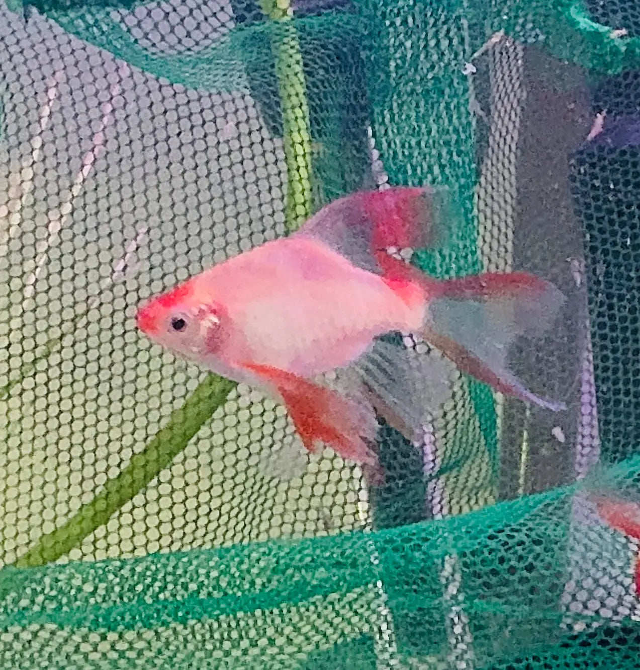 Barb – Longfin Platinum/Gold Barbs (Puntius tetrazona) 4cm Micro Aquatic Shop