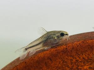 Flash Sale Corydoras - Pygmy Catfish Micro Aquatic Shop