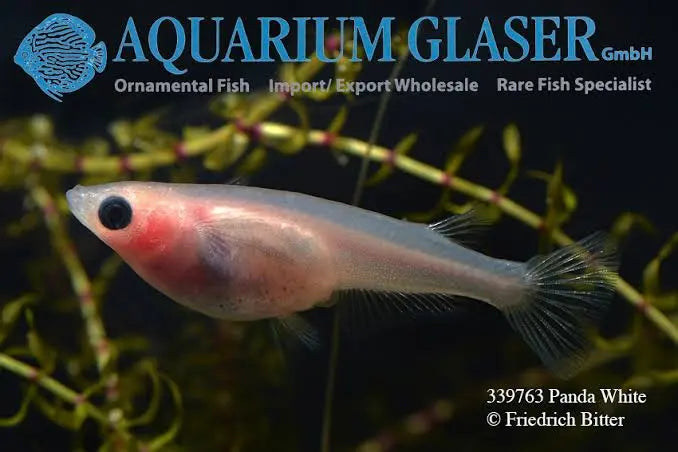 Japanese rice fish - Panda Medaka 1-2cm Micro Aquatic Shop
