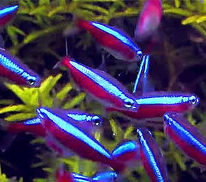 Cardinal Tetra 2cm Micro Aquatic Shop