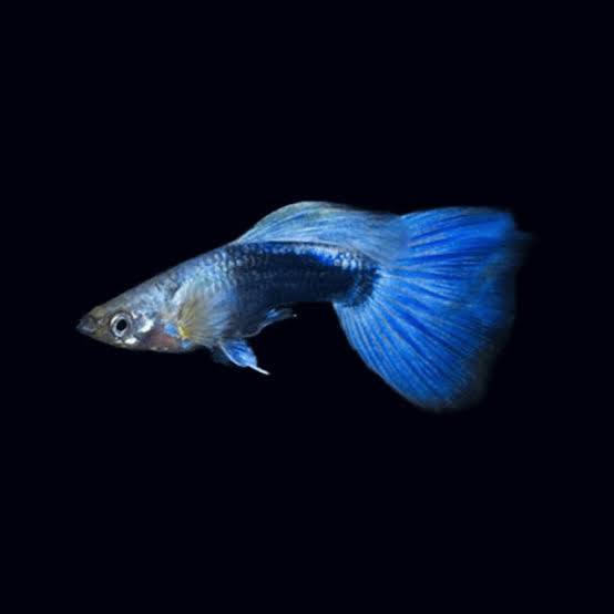 Guppy - Blue Neon Micro Aquatic Shop