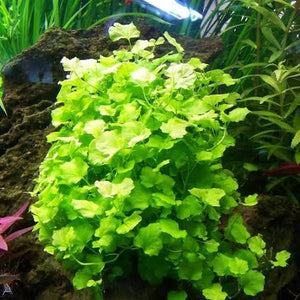 Cardamine Lyrata -Japanese Cress Micro Aquatic Shop