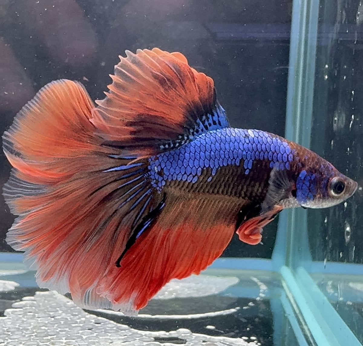 Red Prince Male Beta