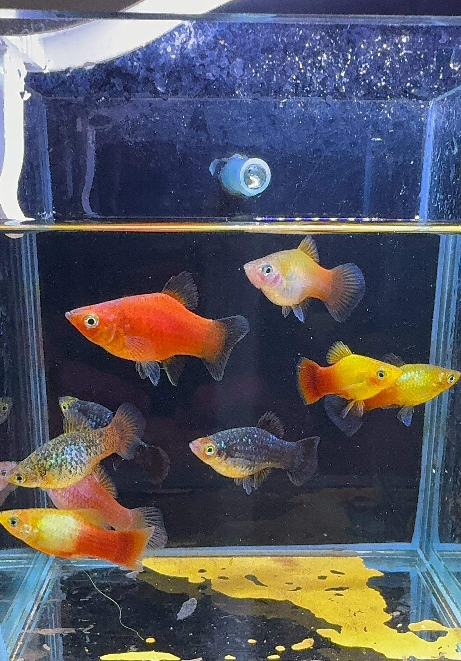 Platies – Multicolor 3cm Micro Aquatic Shop