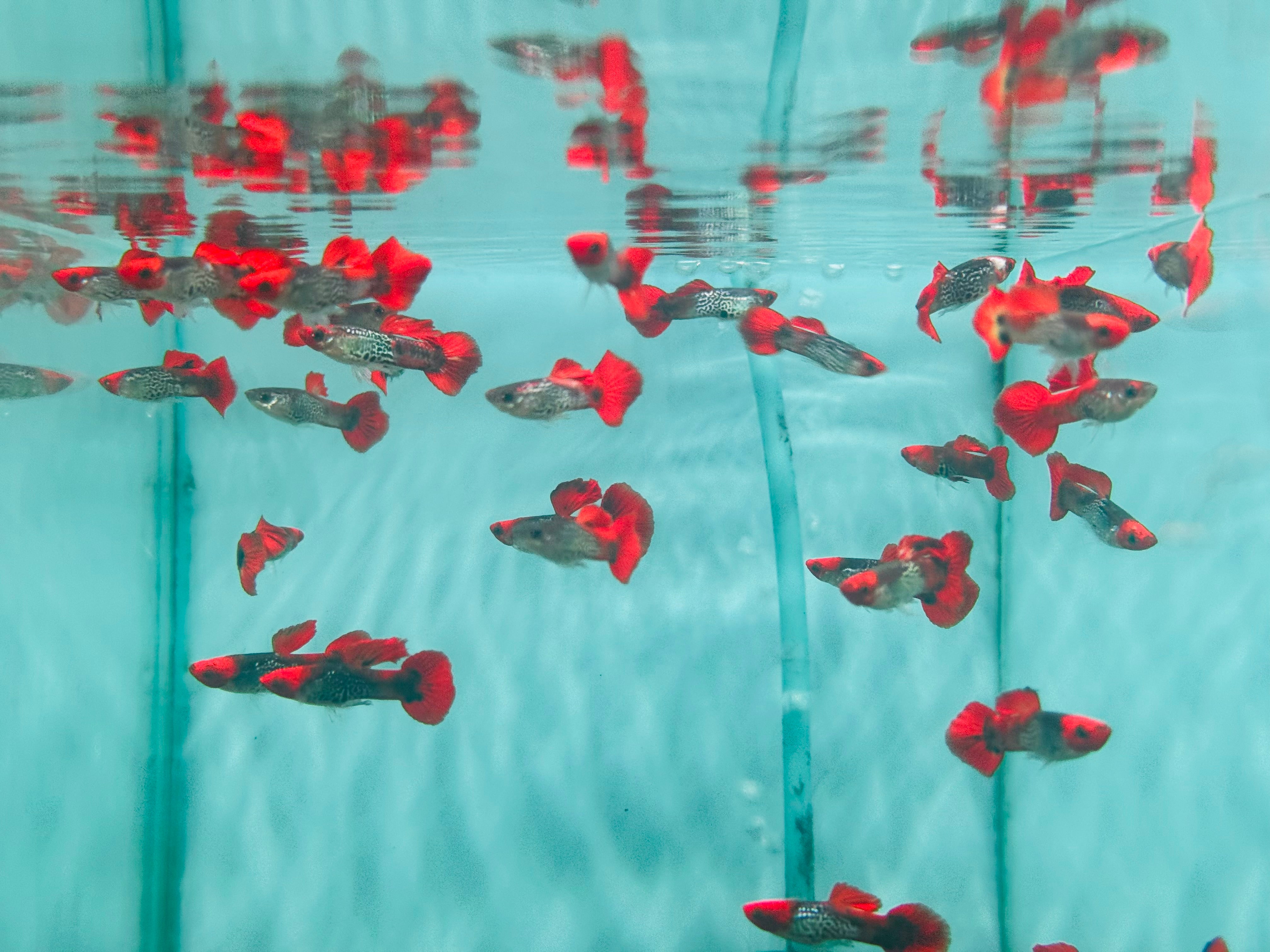 Guppy - Koi Cobra Male