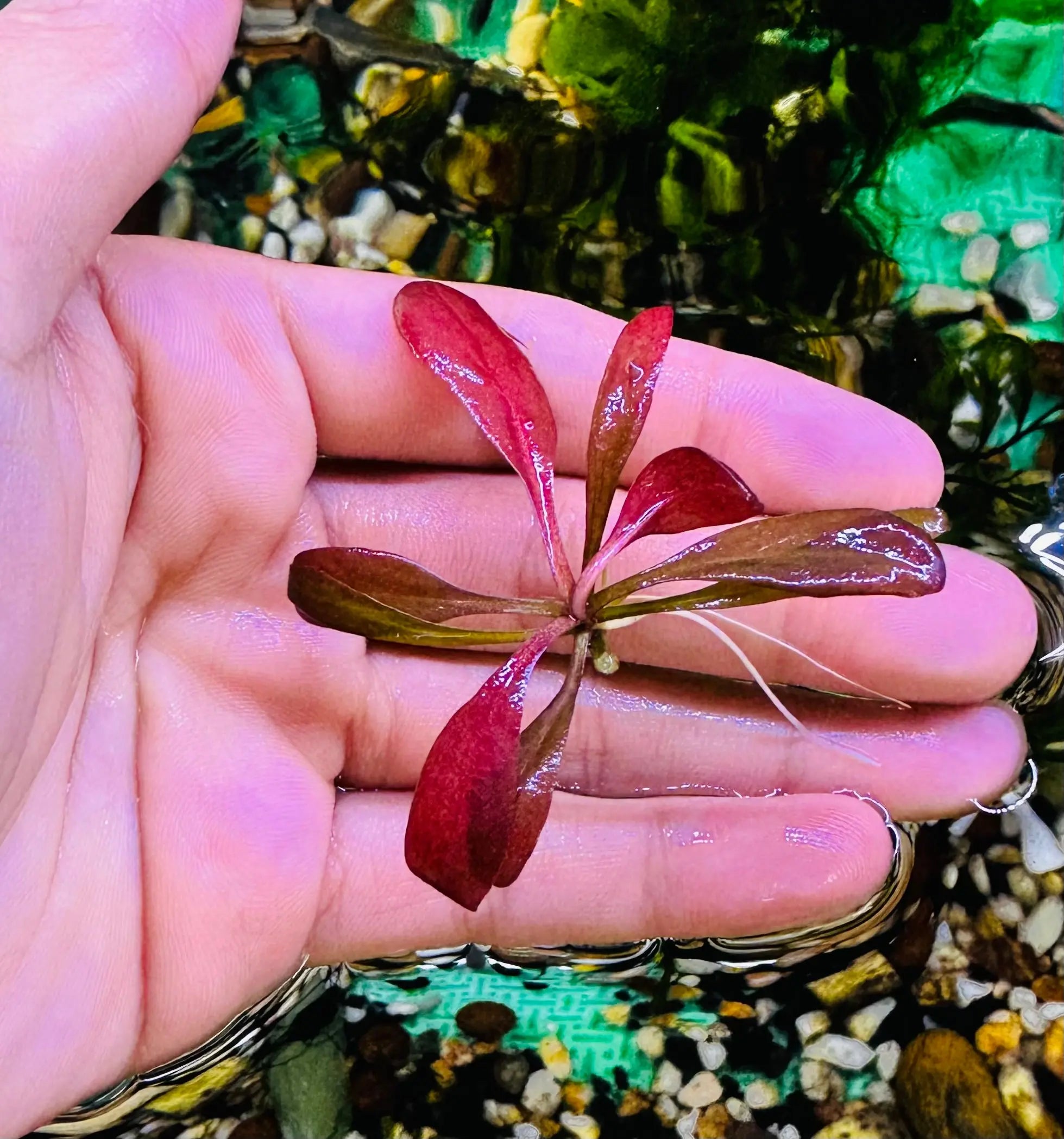 Unique - Samolus parviflorus red Micro Aquatic Shop