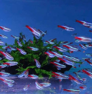 Buy 10 Get 5 Free Neon Tetra Small Juveniles 2-2.5cm - Tank Ready Micro Aquatic Shop