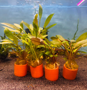 Assorted Crypt Micro Aquatic Shop