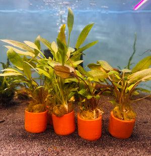 Assorted Crypt Micro Aquatic Shop