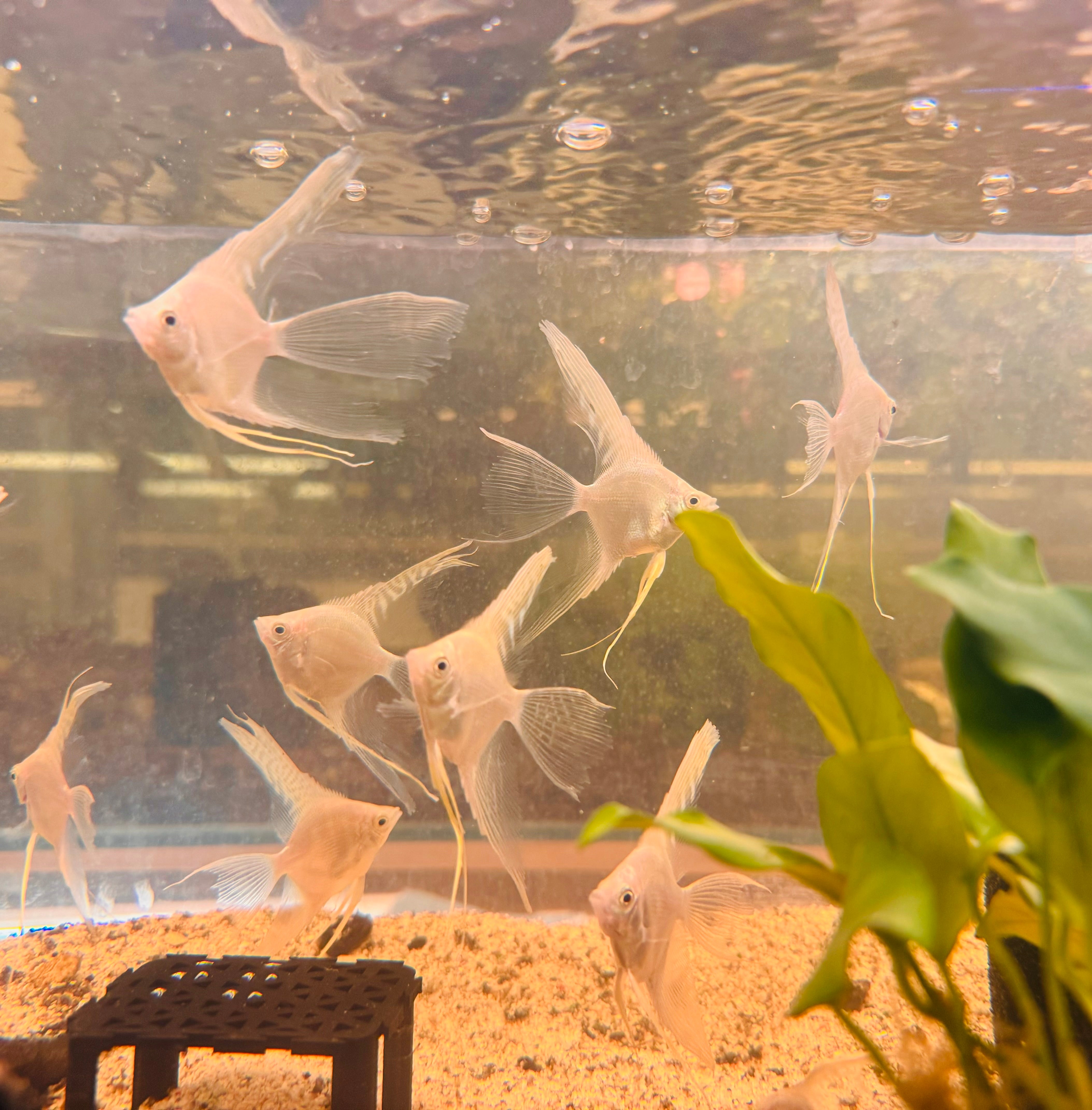 Angel Fish - Platinum Veiltail 4cm