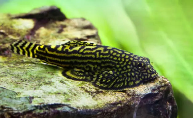 Hillstream Loach Micro Aquatic Shop