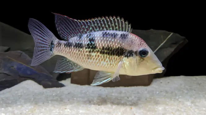 Geophagus Alto Sinu Micro Aquatic Shop