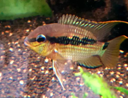 Krobia sp. Oyapok Micro Aquatic Shop