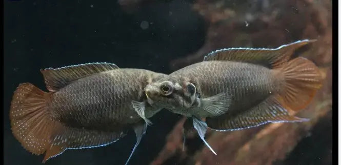 Roundtail Ocellatus Paradise Fish Micro Aquatic Shop