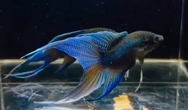 Blue Black Snakeskin Paradise Fish Micro Aquatic Shop