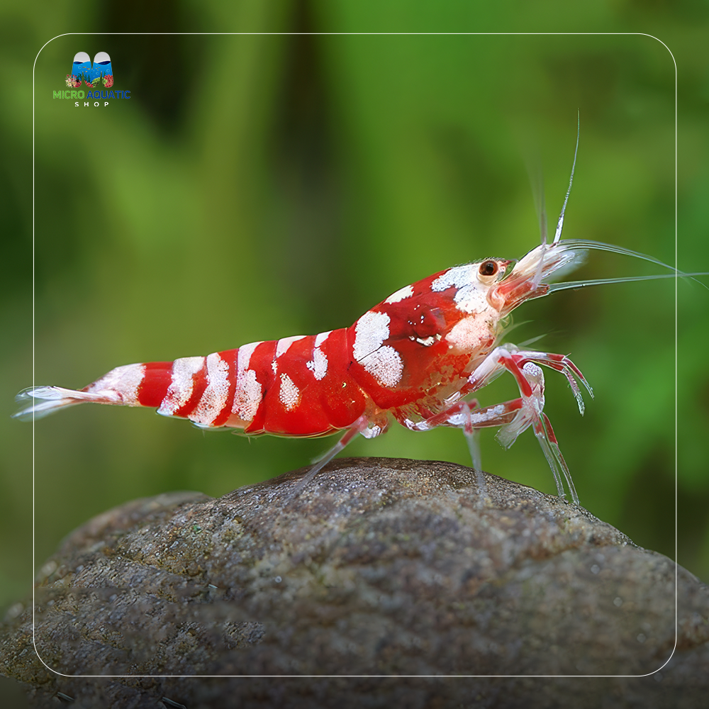 Caridina Shrimp - Red Fancy Tiger- Medium Grade