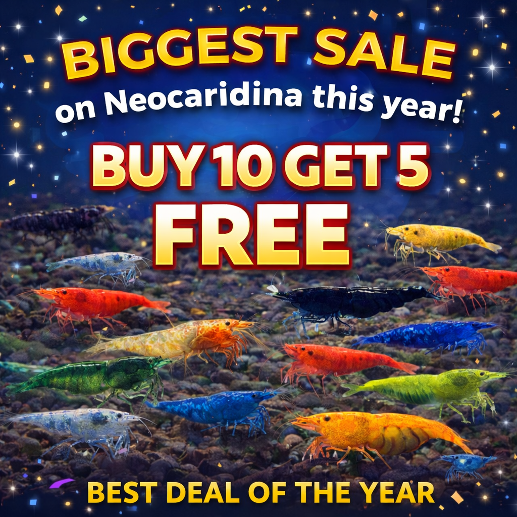 BUY 10 GET 5 FREE - BIGGEST CHERRY SHRIMP OFFER Micro Aquatic Shop