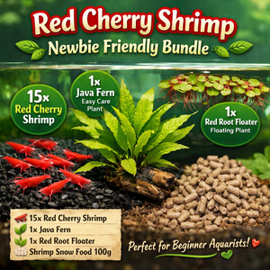 Red Cherry Shrimp – Newbie Friendly Bundle Micro Aquatic Shop
