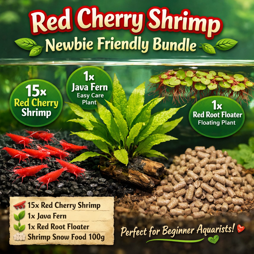 Red Cherry Shrimp – Newbie Friendly Bundle Micro Aquatic Shop