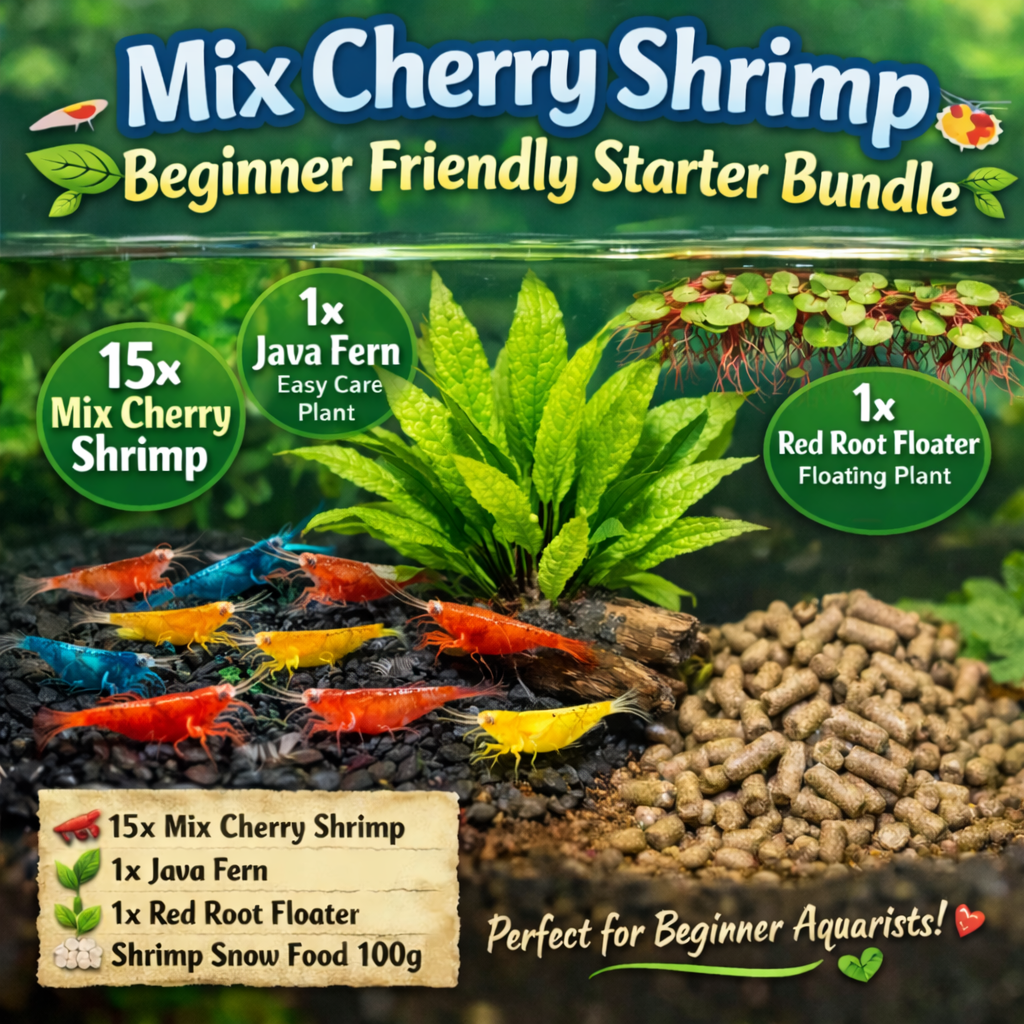 Mix Cherry Shrimp Starter Bundle Micro Aquatic Shop