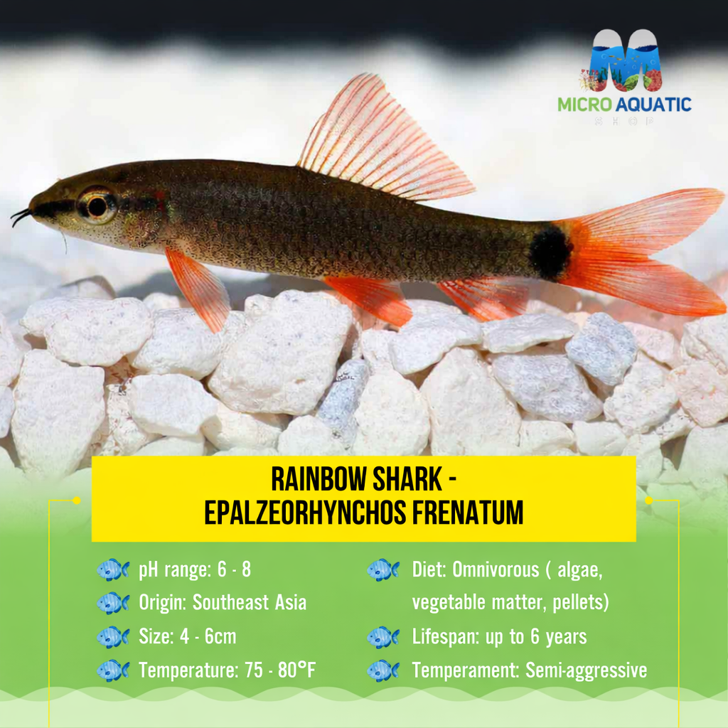 Rainbow Shark Micro Aquatic Shop