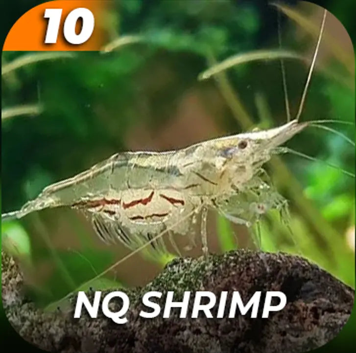 Cleaner Crew Package Micro Aquatic Shop