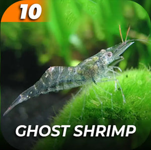 Cleaner Crew Package Micro Aquatic Shop