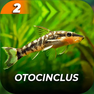 Cleaner Crew Package Micro Aquatic Shop