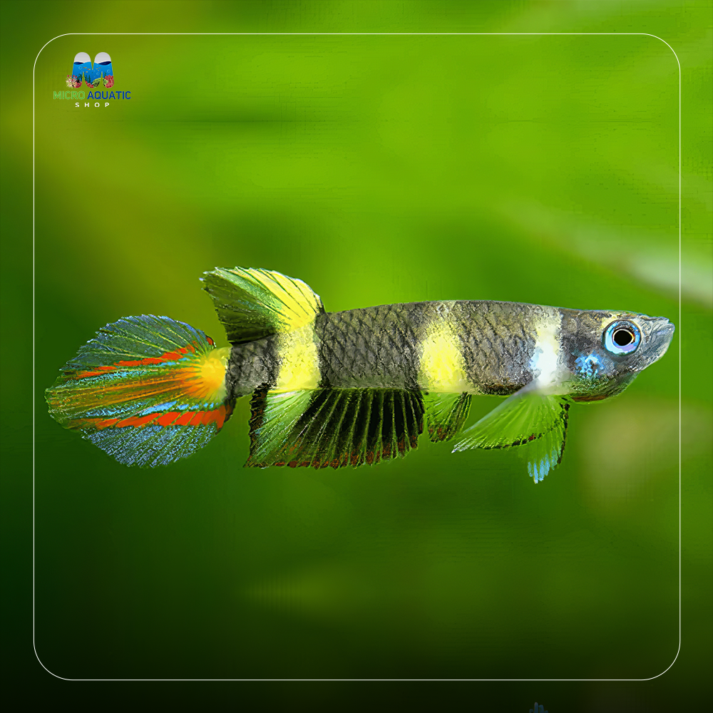 Clown Killifish - Epiplatys annulatus 2cm