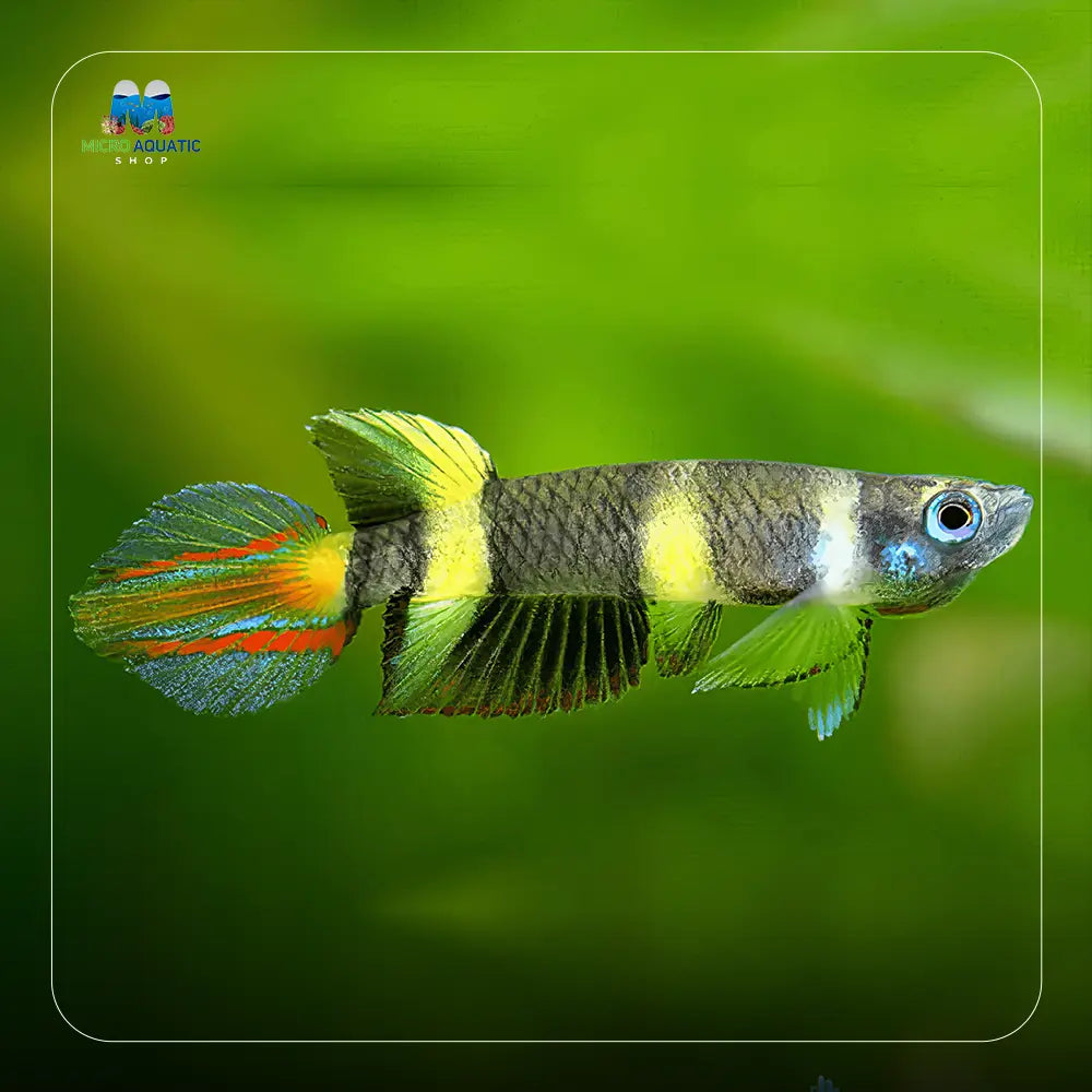 Clown Killifish - Epiplatys annulatus 2cm Micro Aquatic Shop