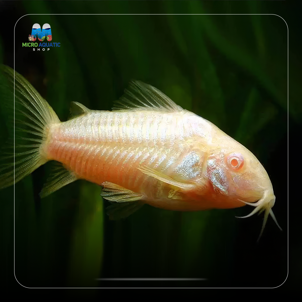 BUY 2 GET 1 FREE Corydoras Albino Catfish 2.5cm Micro Aquatic Shop