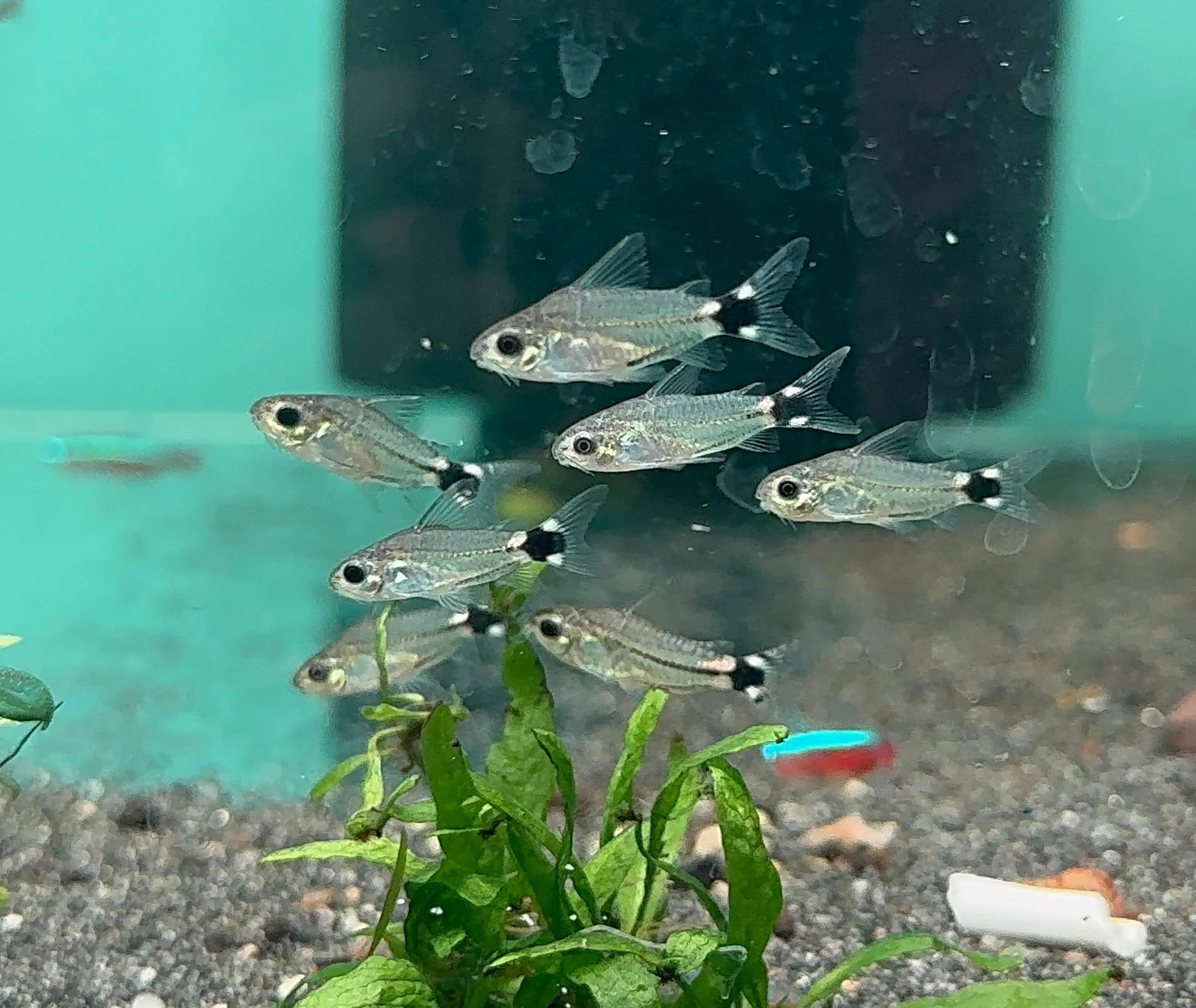 Corydoras - Tail Spot Pygmy Cory Micro Aquatic Shop