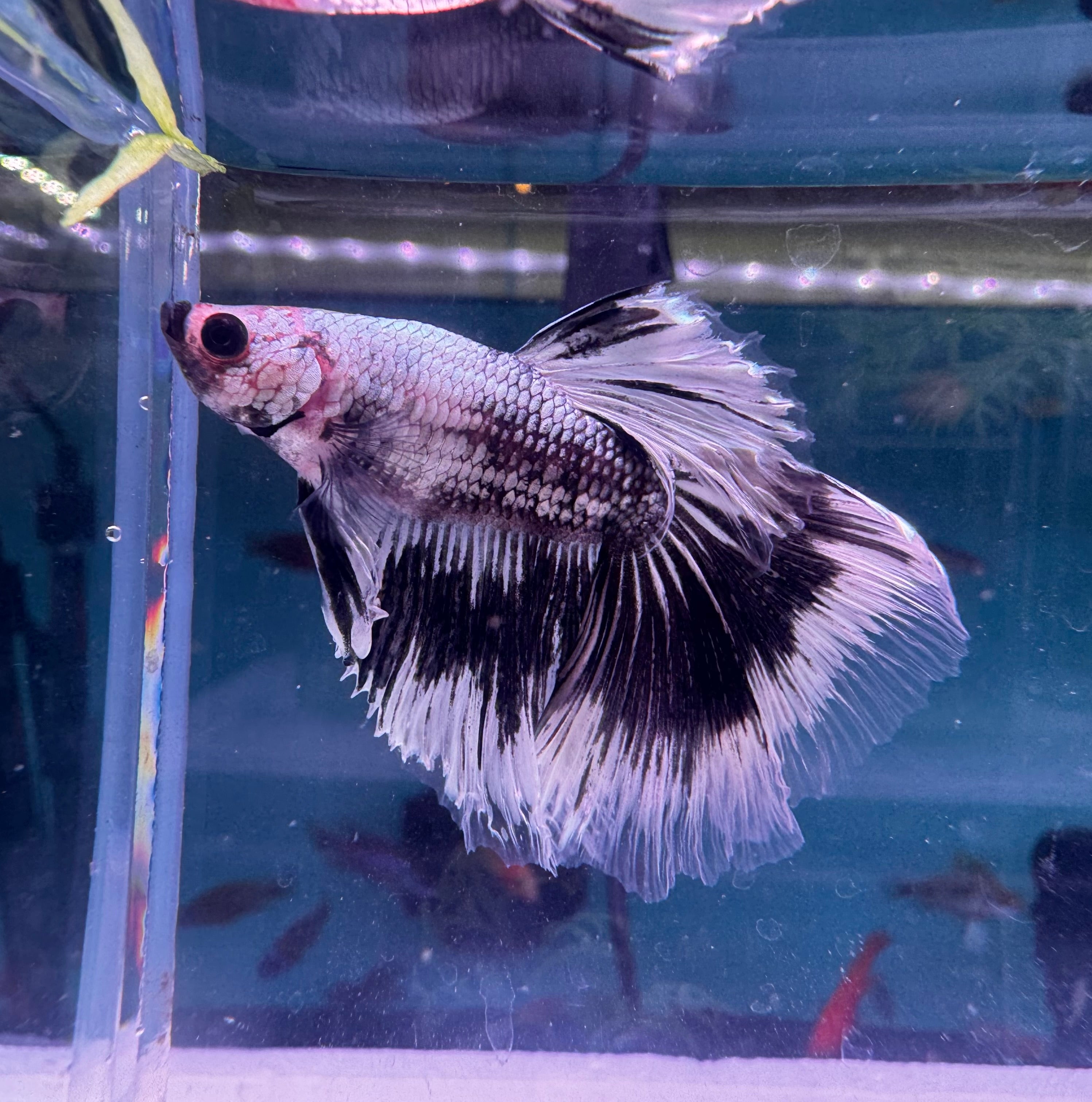 Betta Male - Ghost G1