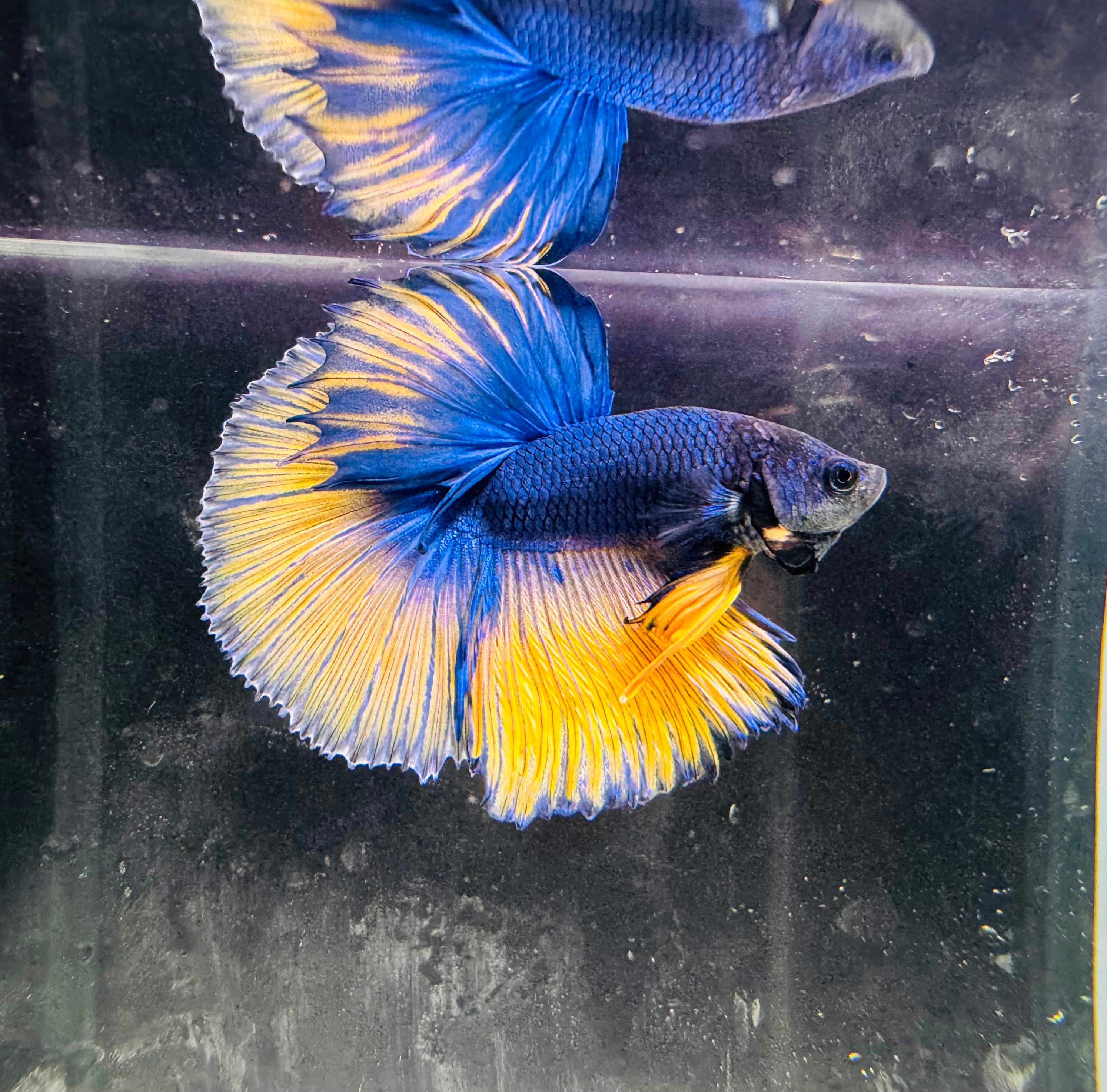Betta Male - A Grade Half Moon Mustard Show M1
