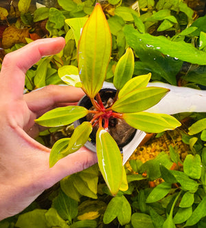 Low Tech Rare- Echinodorus amazon 'Radican“ Micro Aquatic Shop