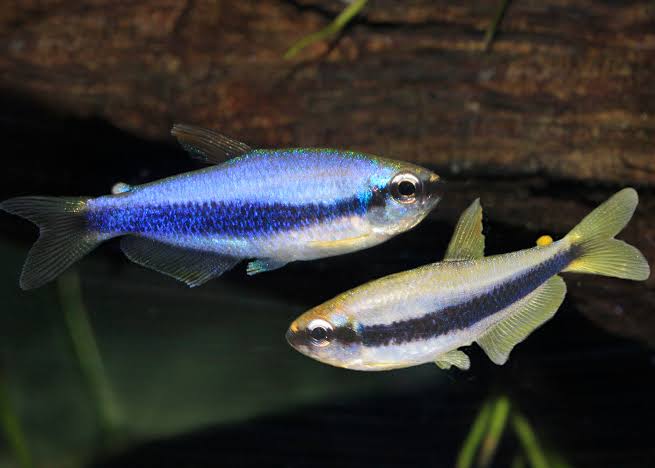 Tetra - Blue Emperor 2cm Micro Aquatic Shop
