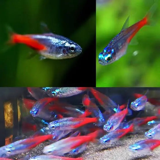 Tetra- Diamond Neon 2.5cm Micro Aquatic Shop