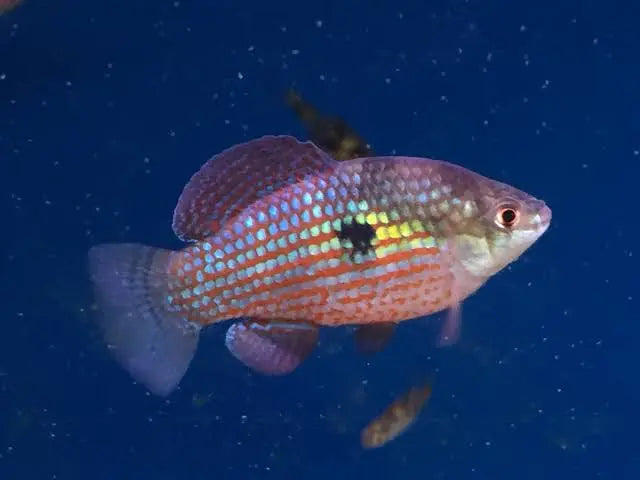 Exotic Killifish - American Flag Fish Micro Aquatic Shop