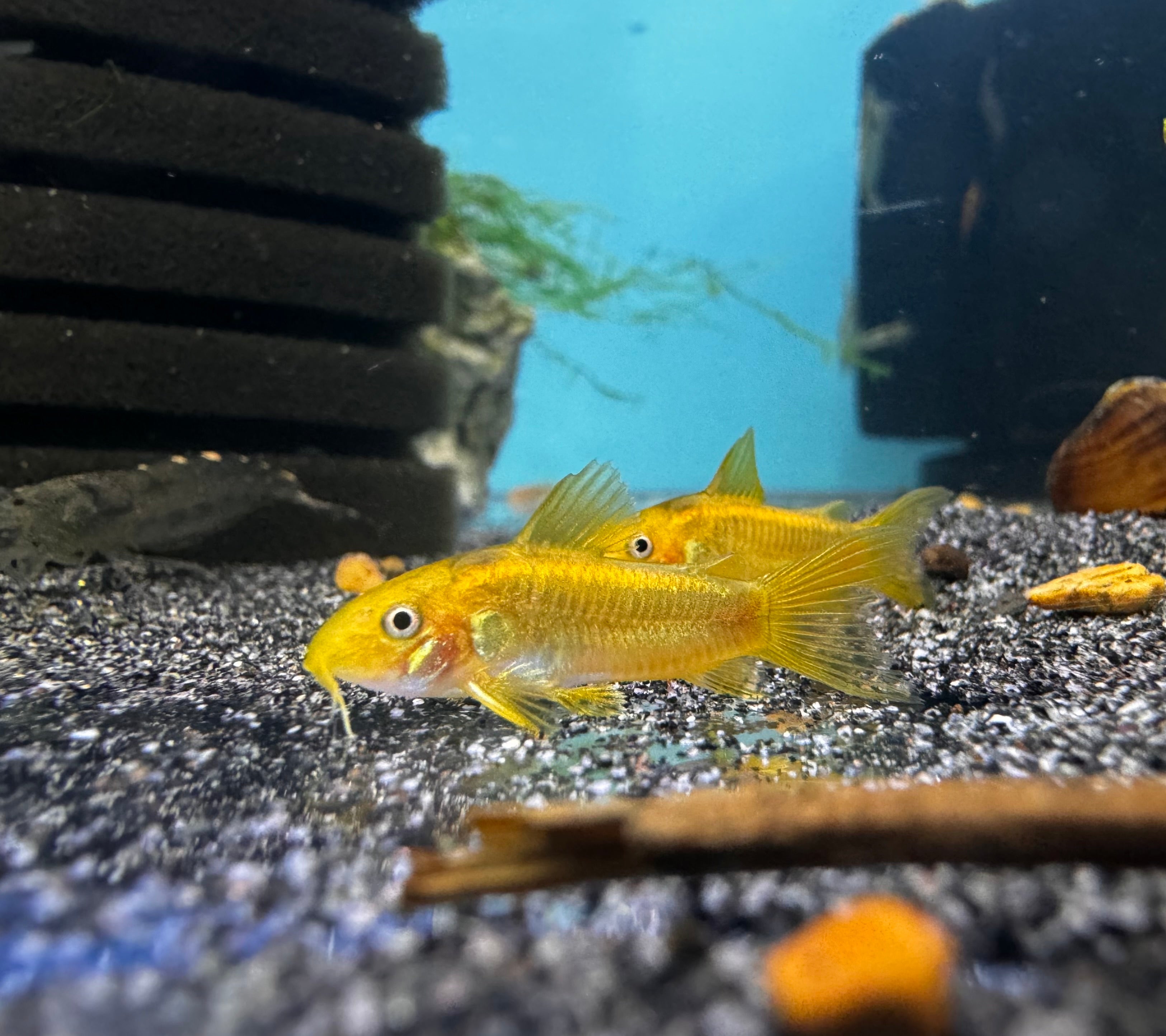 Gold Laser Cory Catfish 3cm Micro Aquatic Shop