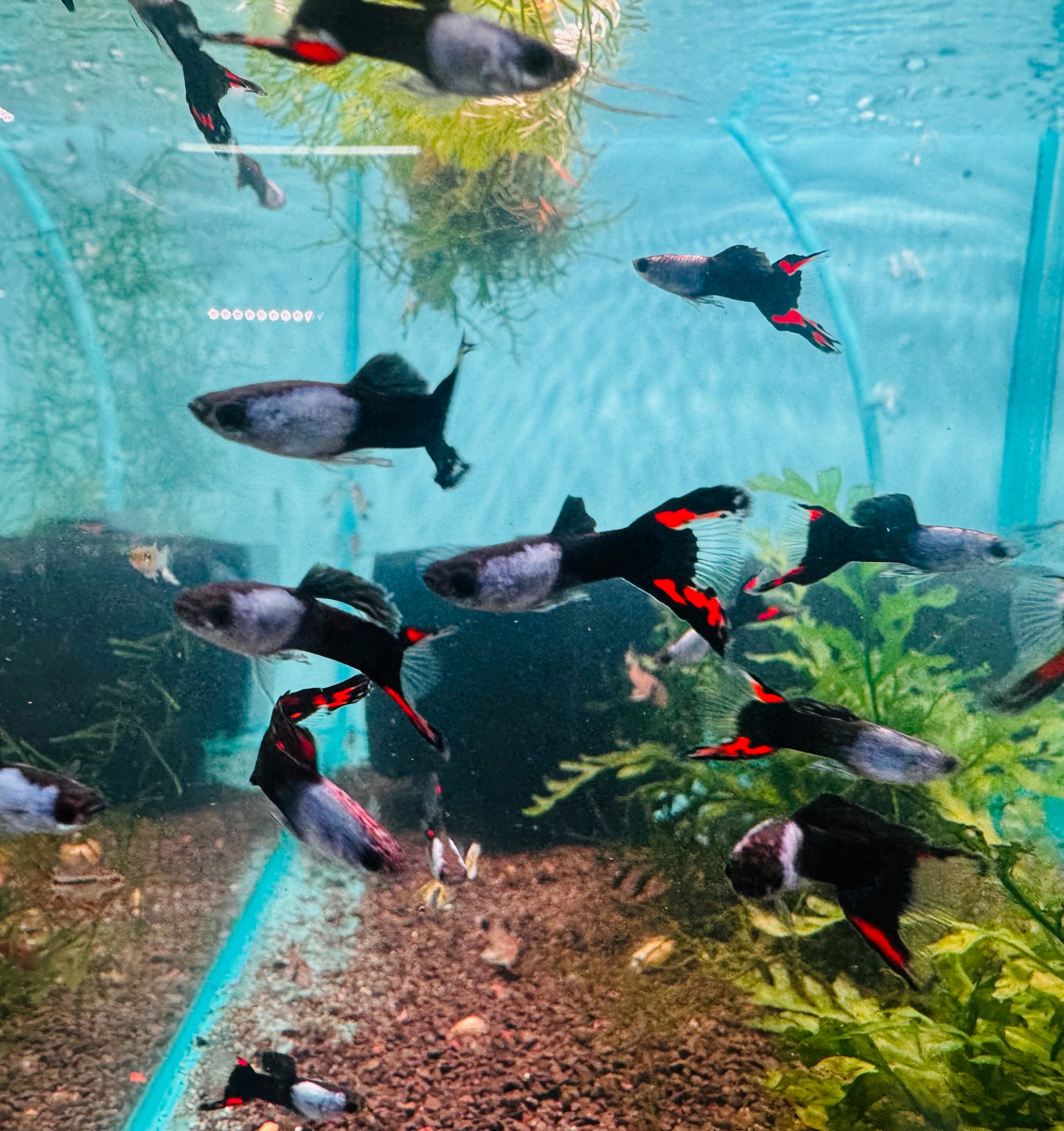 Endler - Lyretail Neon Tuxedo Micro Aquatic Shop