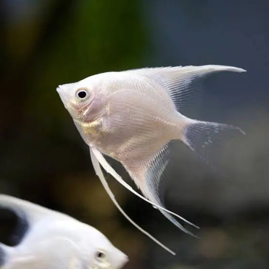 Angel Fish - Platinum Micro Aquatic Shop