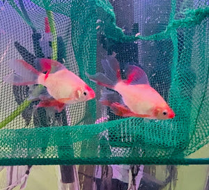 Barb – Longfin Platinum/Gold Barbs (Puntius tetrazona) 4cm Micro Aquatic Shop