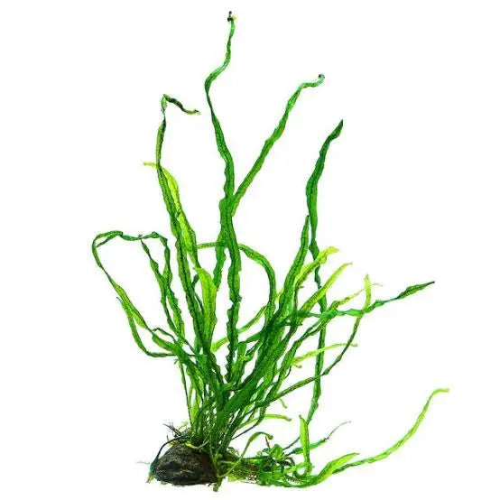 Microsorum Pteropus Needle - Java Fern Needle Leaf Micro Aquatic Shop