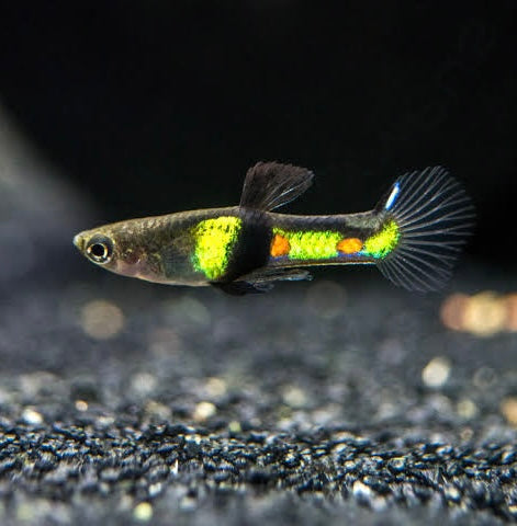 Endler - El Tigre 2cm Micro Aquatic Shop