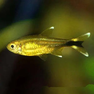 Silver Tip Tetra 2-3cm Micro Aquatic Shop